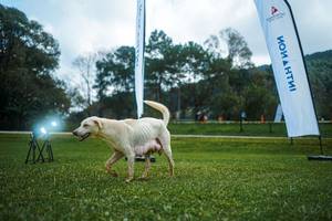 BIB: 
                            <button type="button" onclick="openModal(25006231)" class="btn btn-primary btn-sm float-right btn-popup" data-toggle="modal" data-target=".modal-high-quality">
                        <i class="fas fa-shopping-cart"></i> Add to Cart
                    </button>
                                            <button type="button" onclick="isThisMe(25006231, true)" class="btn btn-success btn-sm float-right btn-popup btn-isme hidden" data-toggle="tooltip" data-placement="bottom" title="นี่คือรูปของคุณใช่ไหม คลิกที่นี่เพื่อเอาเข้าอัลบั้ม">
                        <i class="fas fa-plus"></i> Add to album
                    </button>
                    <button type="button" onclick="isThisMe(25006231, false)" class="btn btn-warning btn-sm float-right btn-popup btn-isnotme hidden">
                        <i class="fas fa-ban"></i> Remove from album
                    </button>